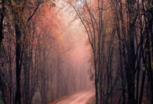 官宣:崔永熙左膝前十字韧带撕裂 本赛季报销.